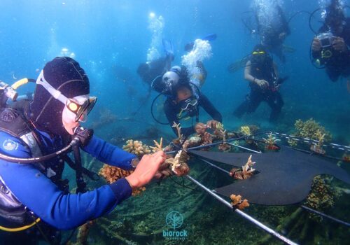 adopt-baby-coral-by-traveloka - Dea Fauzia Lestari